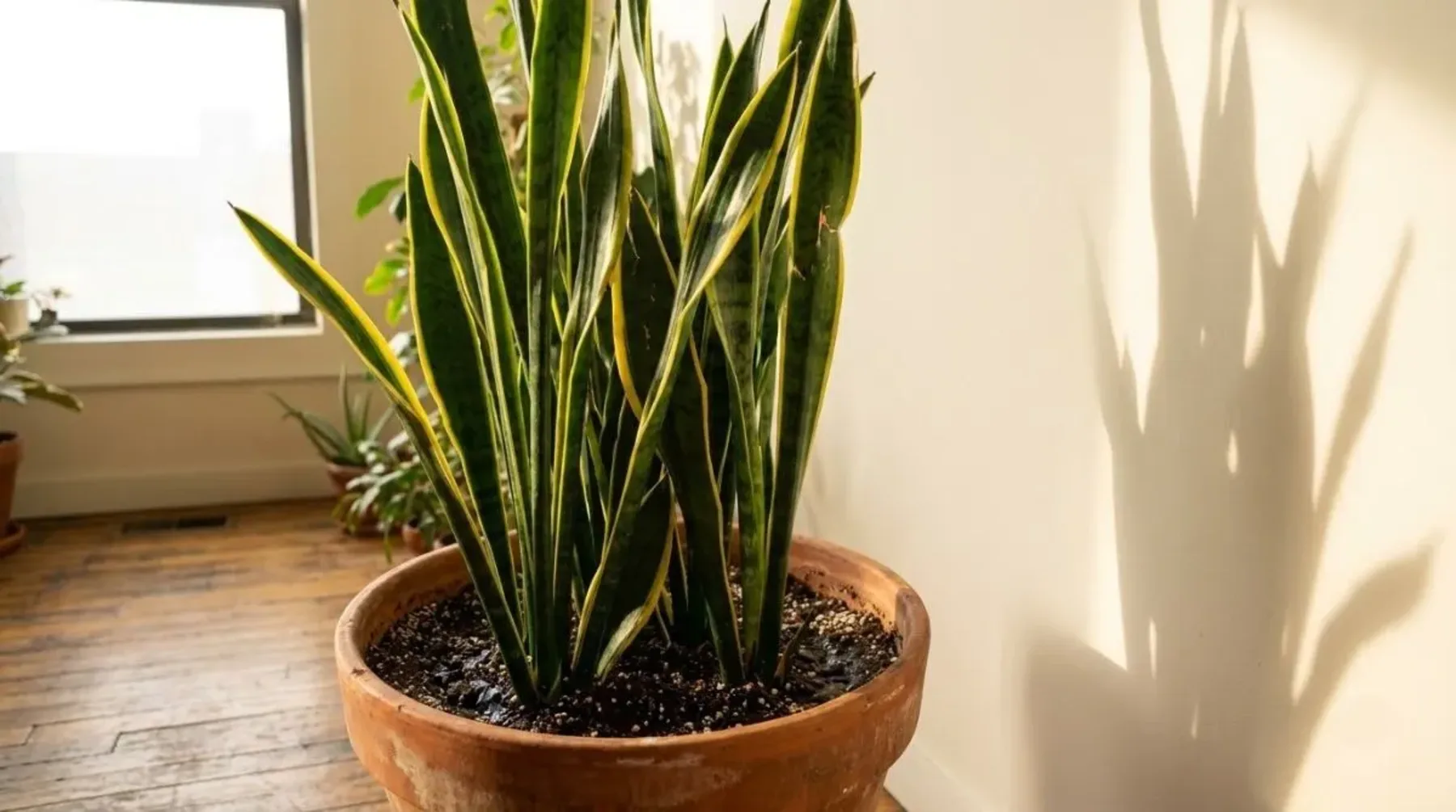 How to Make Your Snake Plant Grow Taller and Faster